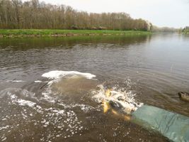 Labe 20 zarybňování 10.4.19.JPG